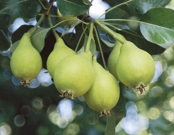 Akça Armut Çöğürden(Klasik)