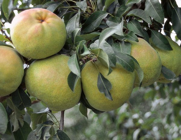 Deveci Armut Yarıbodur