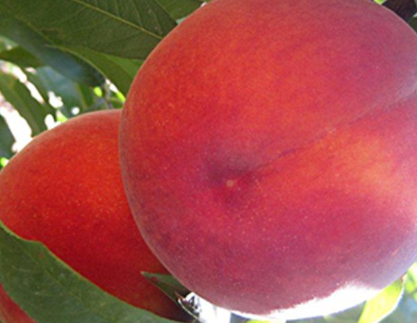 Sweet Ivan - Şeftali