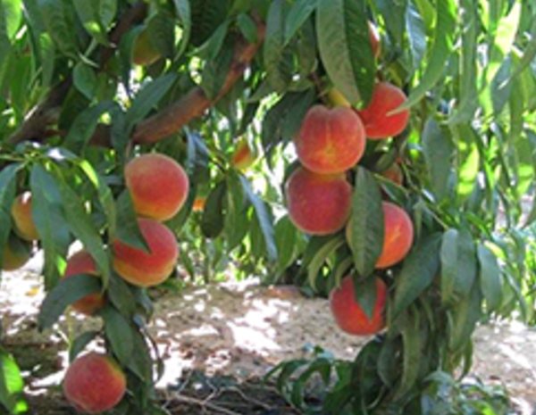 Red Elegant - Şeftali