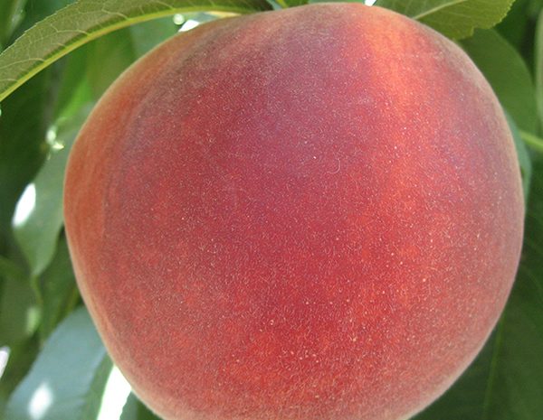 Rich Lady - Şeftali