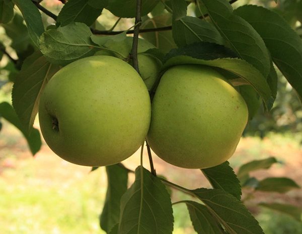 Golden Reınders Elma