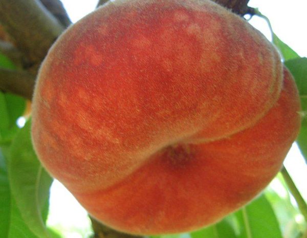 Plane Delicious - Basık Şeftali