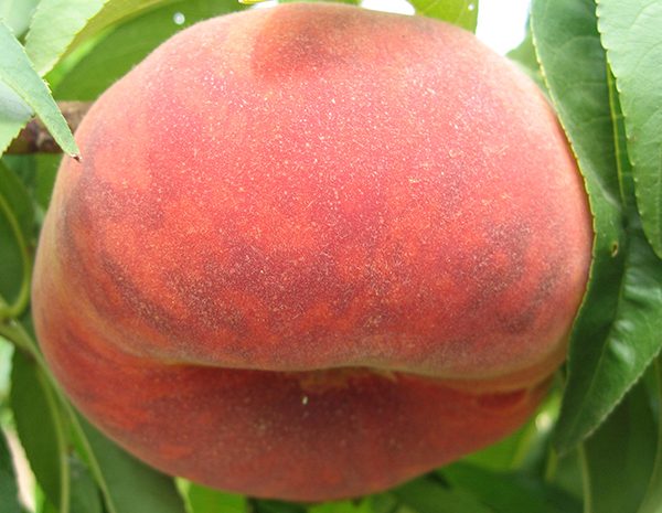 Plane Gem Basık Şeftali