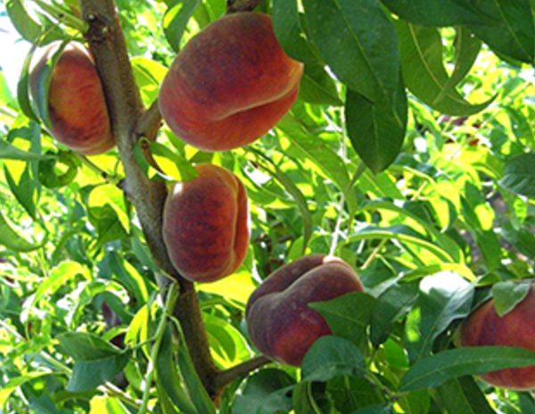 Plane Gold Basık Şeftali