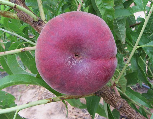 Plane Summer - Basık Şeftali