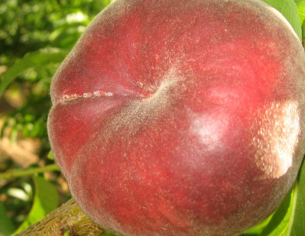 Plane Sun Basık Şeftali