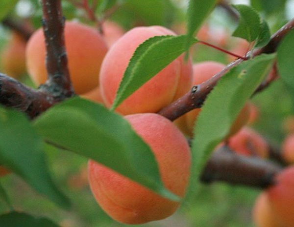 Roxsana Kayısı Yarıbodur