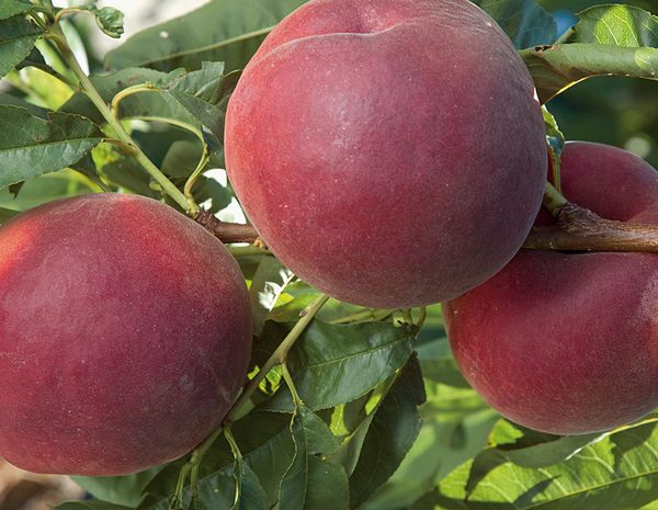 Royal Pride - Şeftali