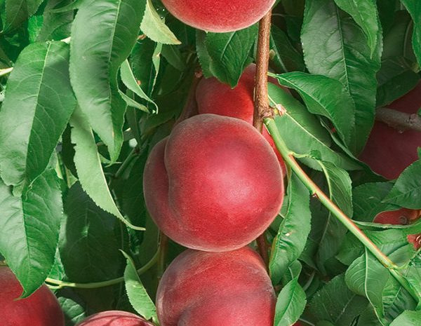 Royal Summer - Şeftali