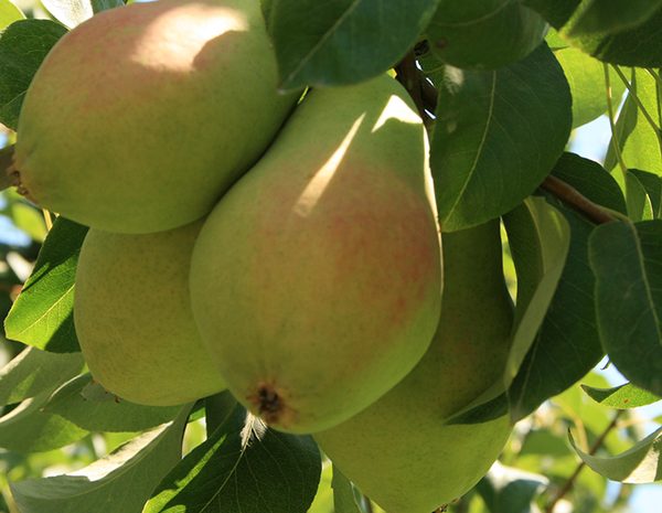 Santa Maria Armut Yarıbodur