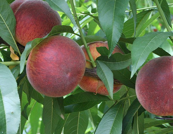 Symphonie - Şeftali